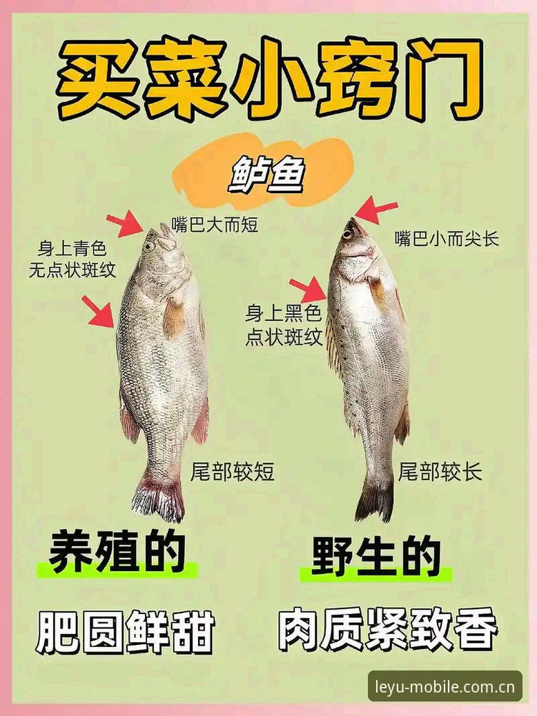 如何挑选最适合你的乐鱼APP安卓版？